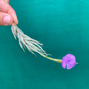 Tillandsia - kirschneckii