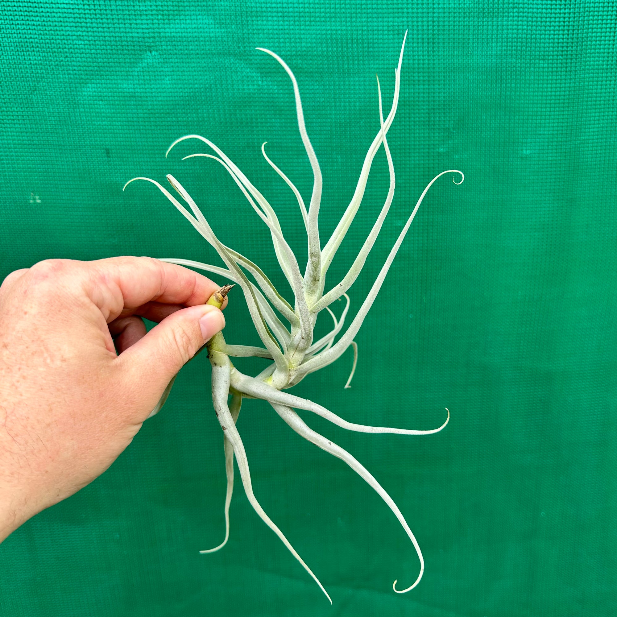 Tillandsia paleacea 'Zik Zak' PROD tillandsia-kirschnekii.jpg