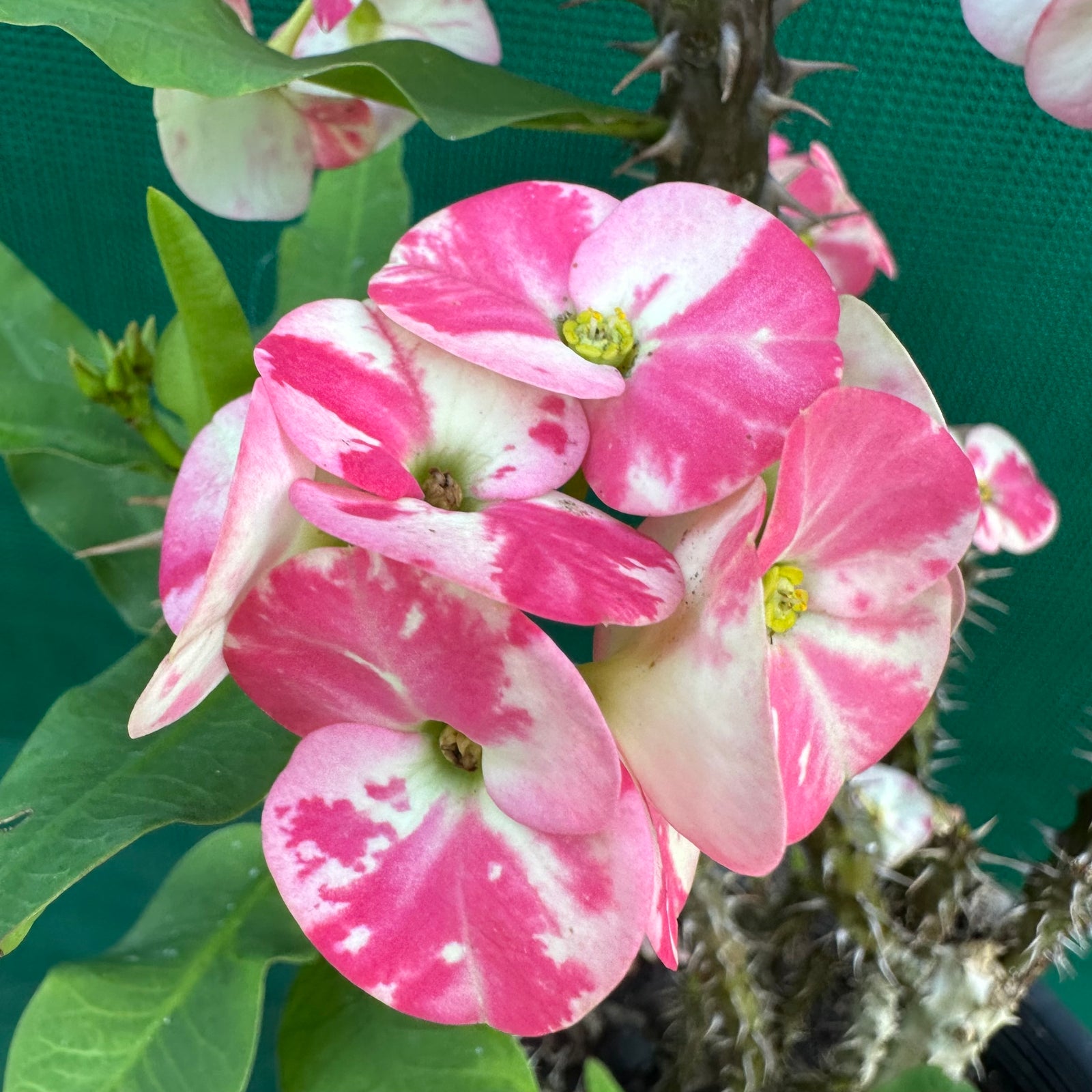 Poysean - Euphorbia milii P103