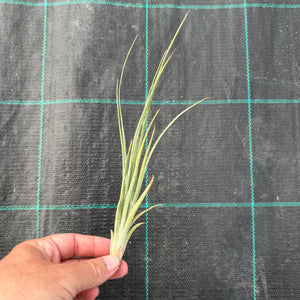 Tillandsia - Boreen ex. GA NEW