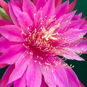 Epi. Hybrid Kiwi Razzle Dazzle EH86