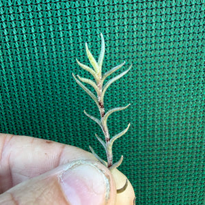 Tillandsia - capillaris ‘Pitchfork’ NEW