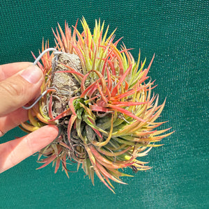 Tillandsia - ionantha 'BOE714' ex. BD NEW