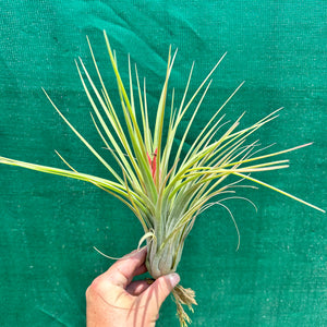 Tillandsia - Elva ex. NR