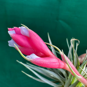 Tillandsia - recurvifolia x tenuifolia ex. CB