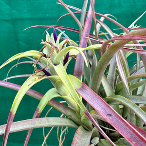 Tillandsia - capitata ‘Cuban Yellow’ ex. LK NEW