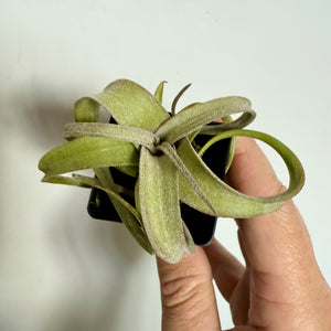 Tillandsia - Curly Slim