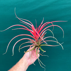 Tillandsia - Kandanga ex. HN