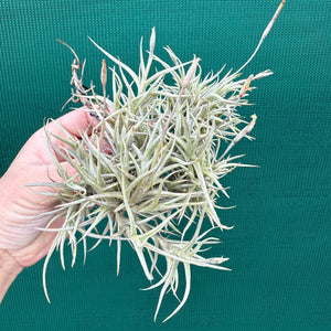 Tillandsia - erecta NEW