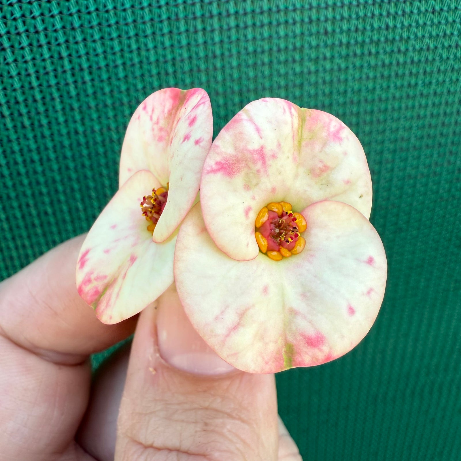 Poysean - Euphorbia milii P114