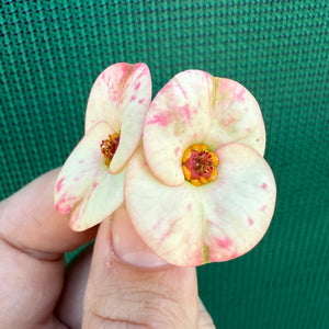Poysean - Euphorbia milii P114