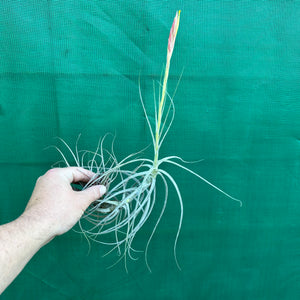 Tillandsia - schiedeana ‘Giant Form’ ex. BG