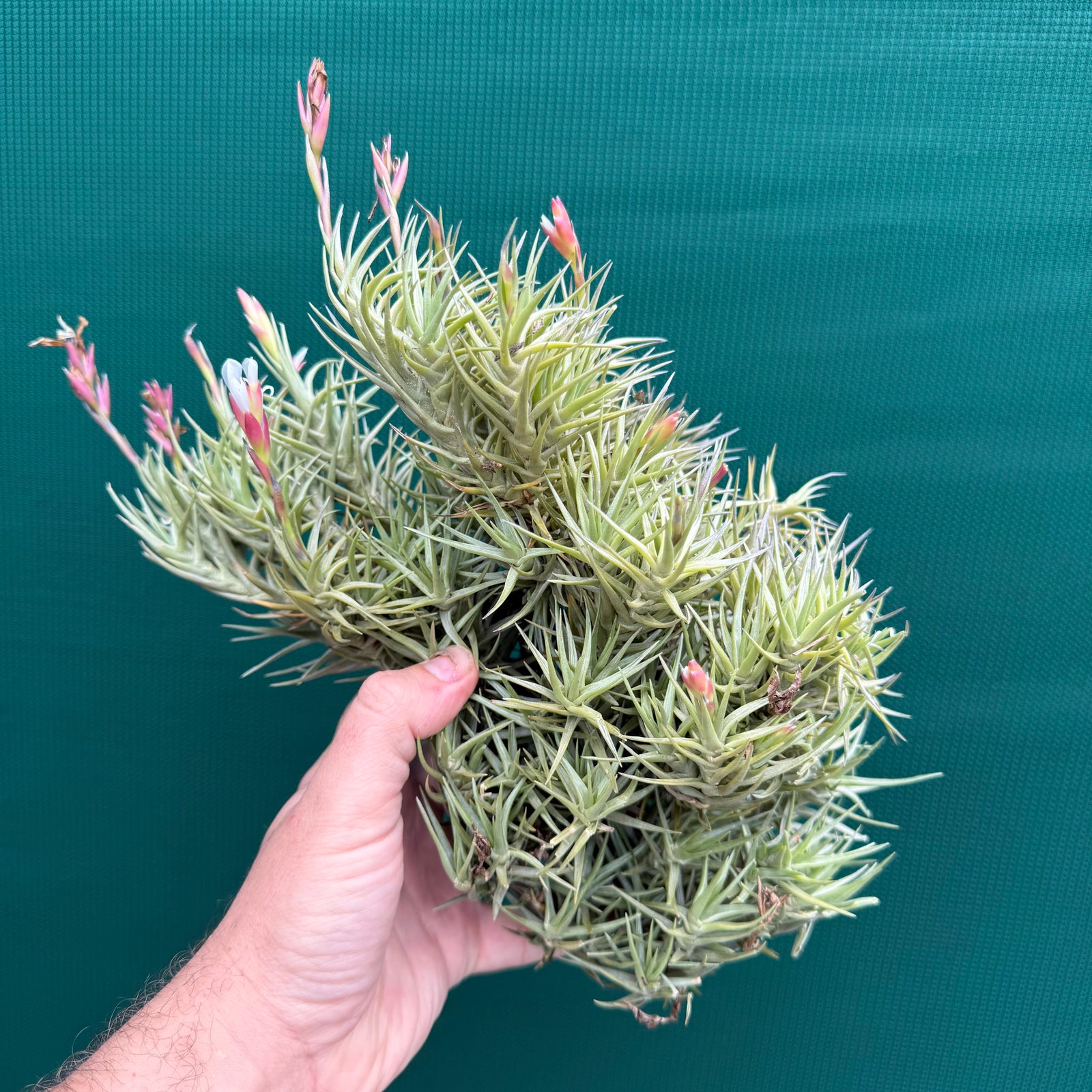 Tillandsia cocoensis (Mature Clump)