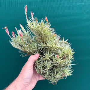 Tillandsia cocoensis (Mature Clump)