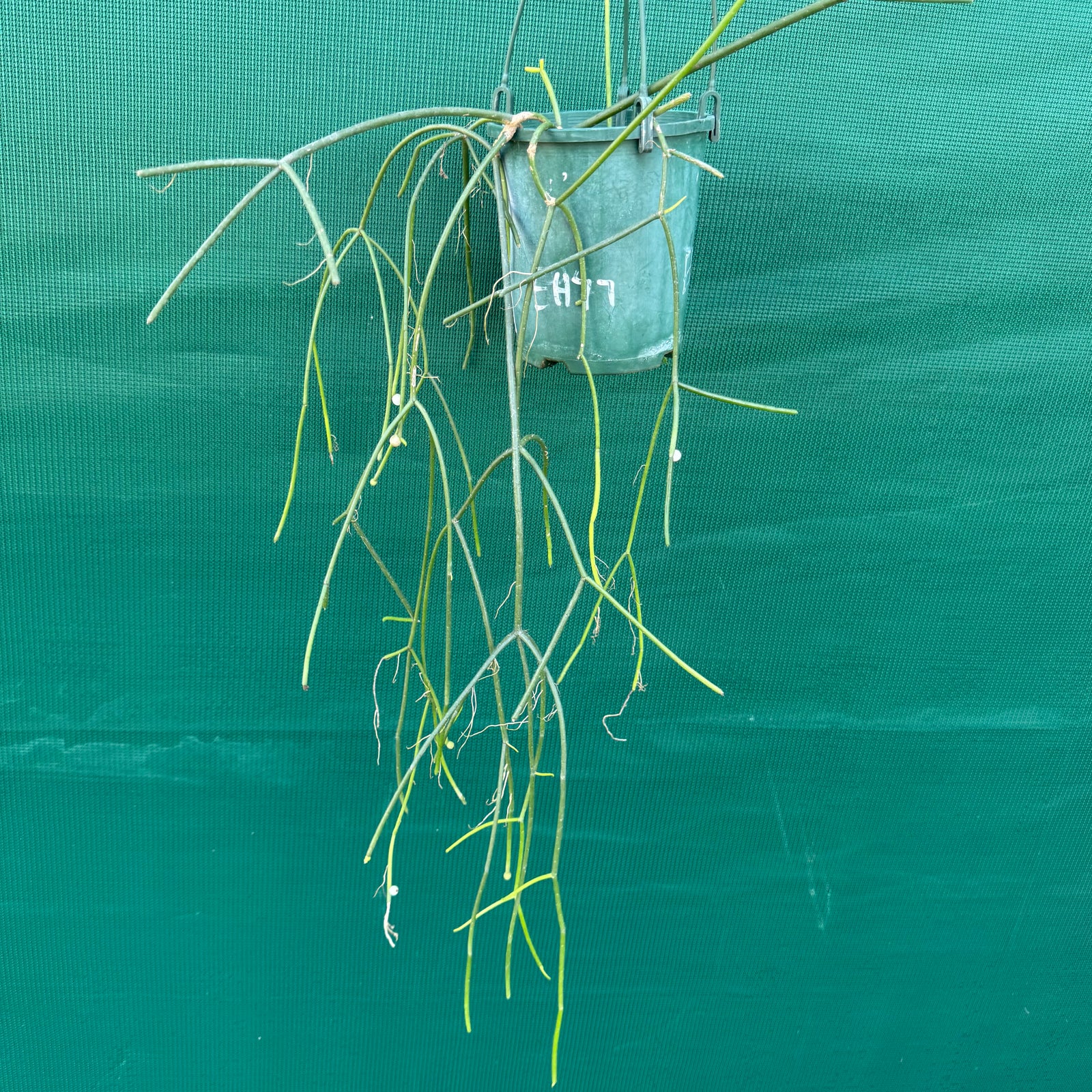 Rhipsalis micrantha f. Villarica - R51