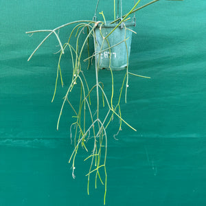 Rhipsalis micrantha f. Villarica - R51