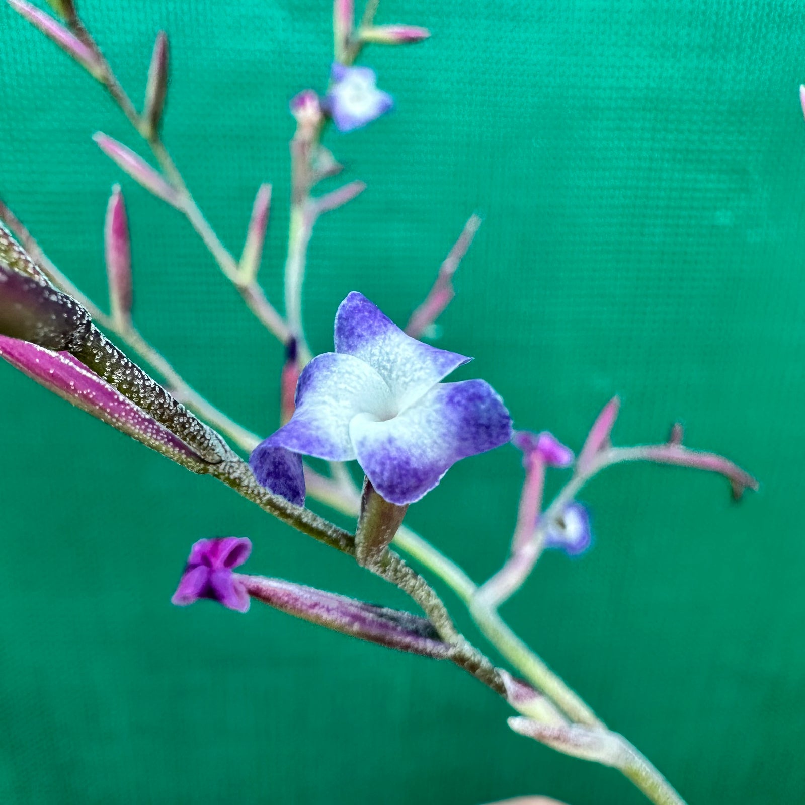 Tillandsia - caerulea x straminea ex. PT (Fragrant)