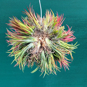 Tillandsia ionantha ‘Fuego’ ex. NR (Mature Clump) NEW