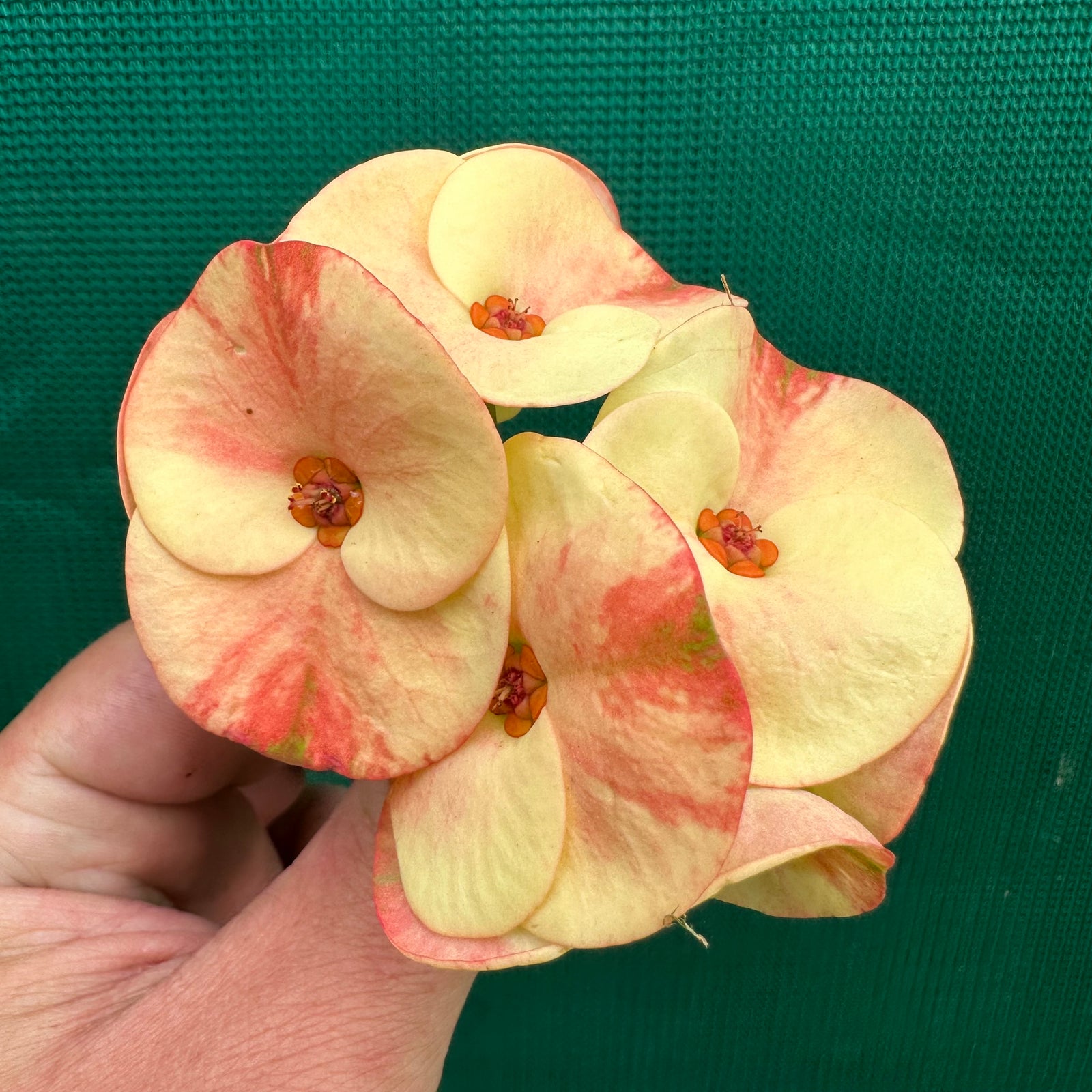 Poysean - Euphorbia milii Salmon Yellow