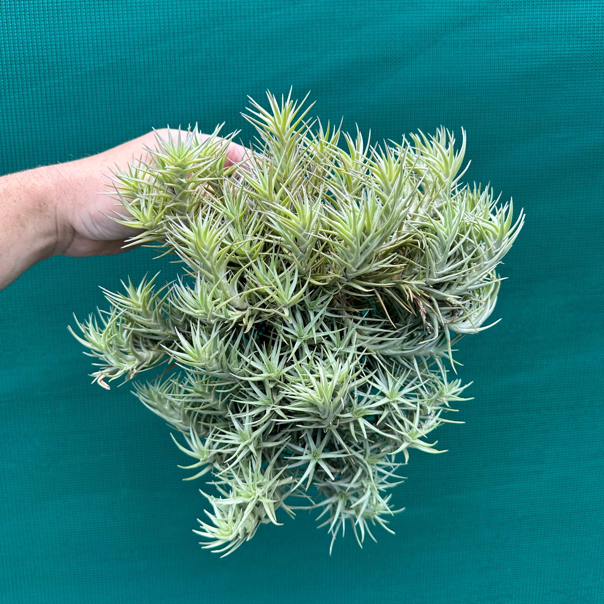 air plants south africa Tillandsia - cocoensis ex. BD