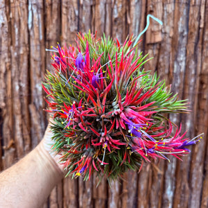Tillandsia ionantha 'PC Seedling’ ex. JO (Mature Clump)