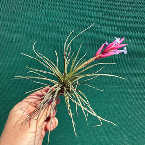Tillandsia - tenuifolia ‘Valhalla S. Africa’ ex. PT