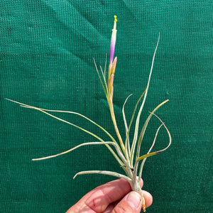 Tillandsia - Taurus ex. IH