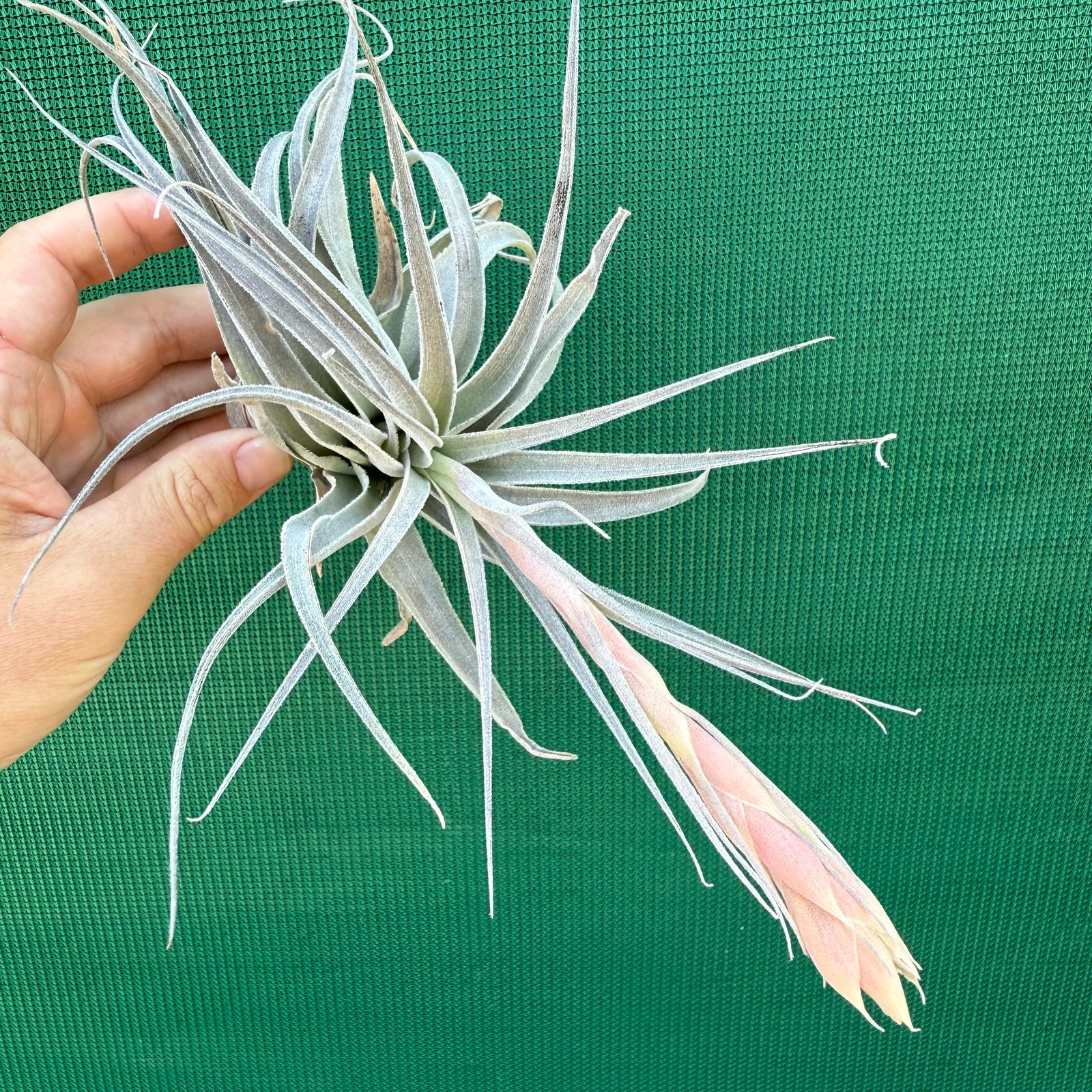 Tillandsia - Salmon Queen NEW