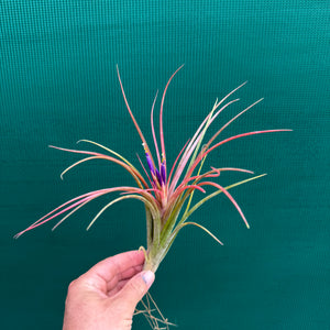Tillandsia - ionantha Hybrid ex. PT NEW