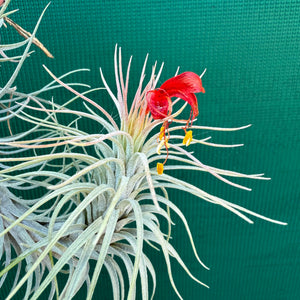 Tillandsia - funckiana ‘Giant Form’ ex. CC NEW