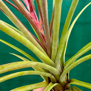 Tillandsia - trieta x streptophylla ex. BG