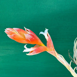 Tillandsia - subsecundifolia ‘Truchlik’ ex. PT NEW