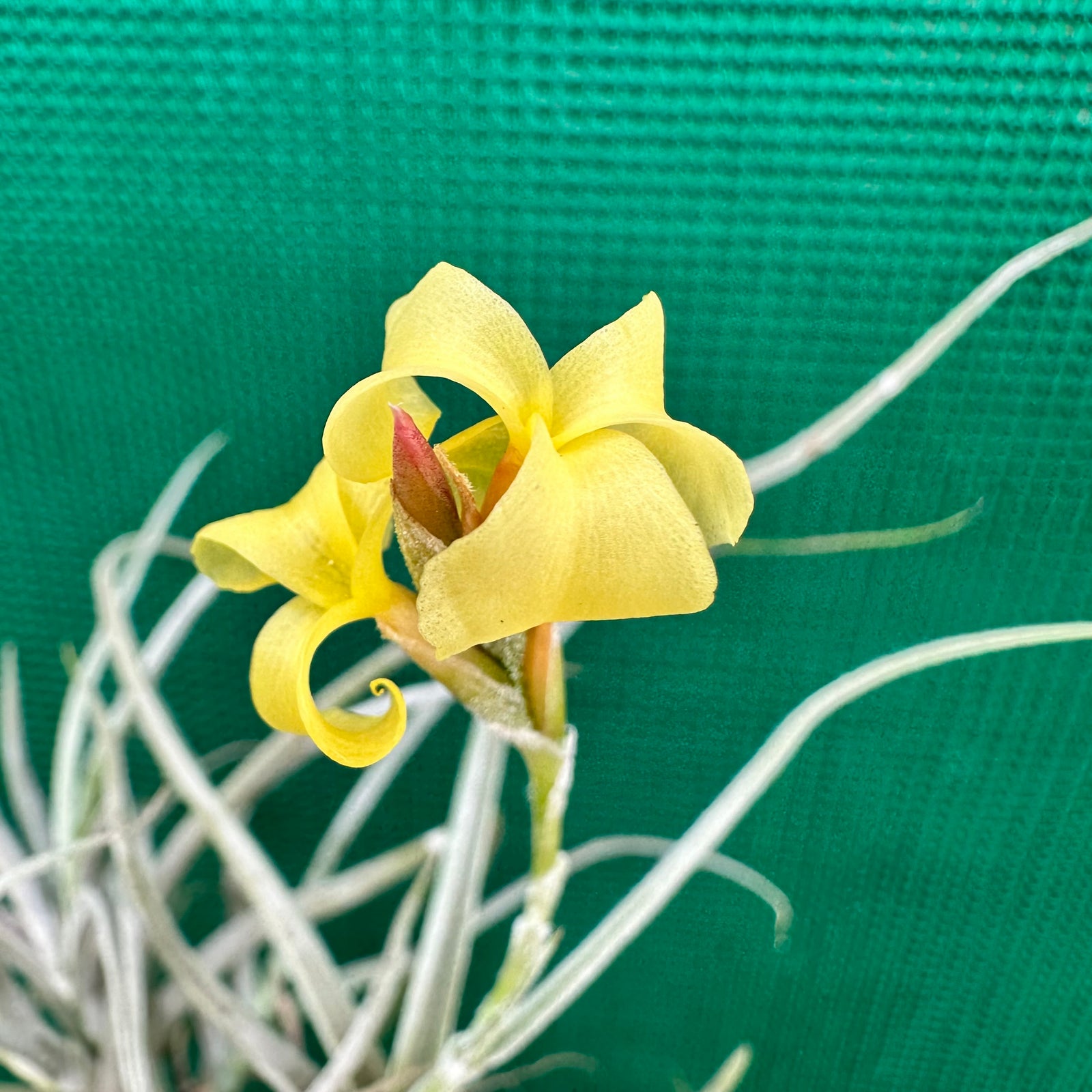 Tillandsia - streptocarpa x crocata (Fragrant)
