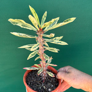 Poysean - Variegated NEW