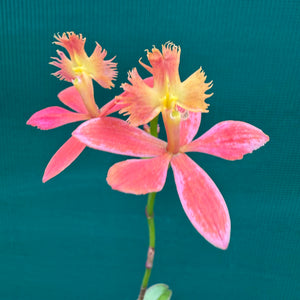 Epidendrum ‘Apricot’
