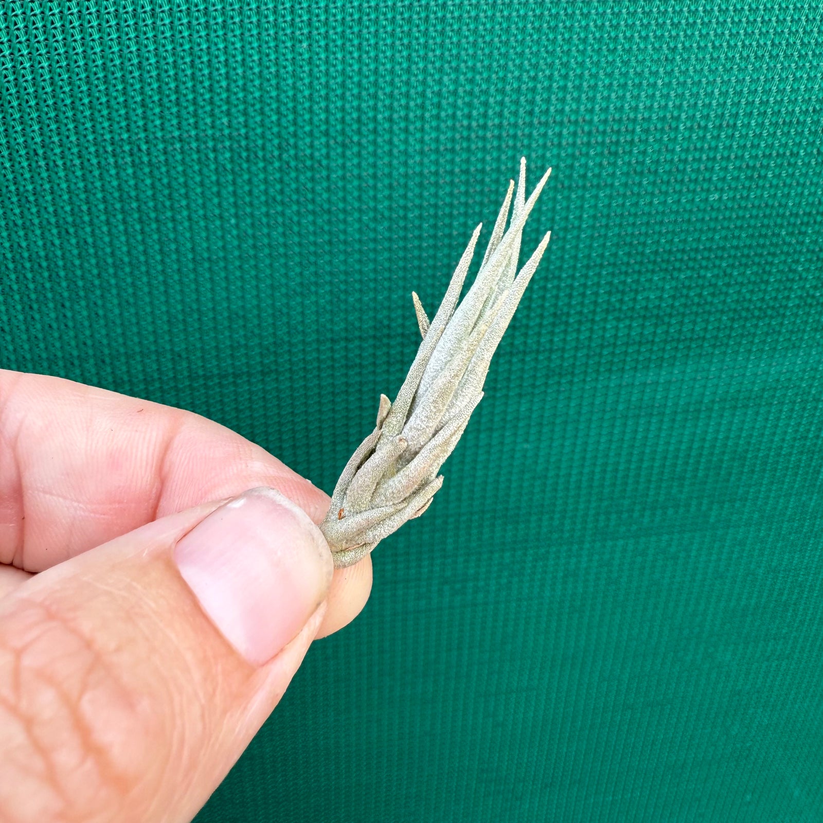 Tillandsia - burle-marxii NEW