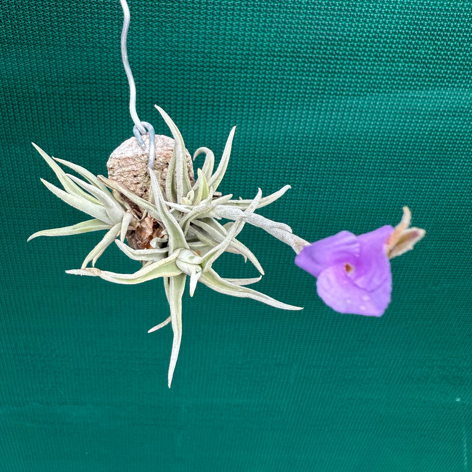 Tillandsia - paleacea ssp. apuramacensis ex. KK NEW