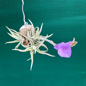 Tillandsia - paleacea ssp. apuramacensis ex. KK NEW