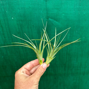 Tillandsia - Holm’s Verlescens ex. PT
