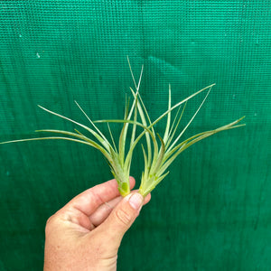 Tillandsia - Holm’s Verlescens ex. PT NEW