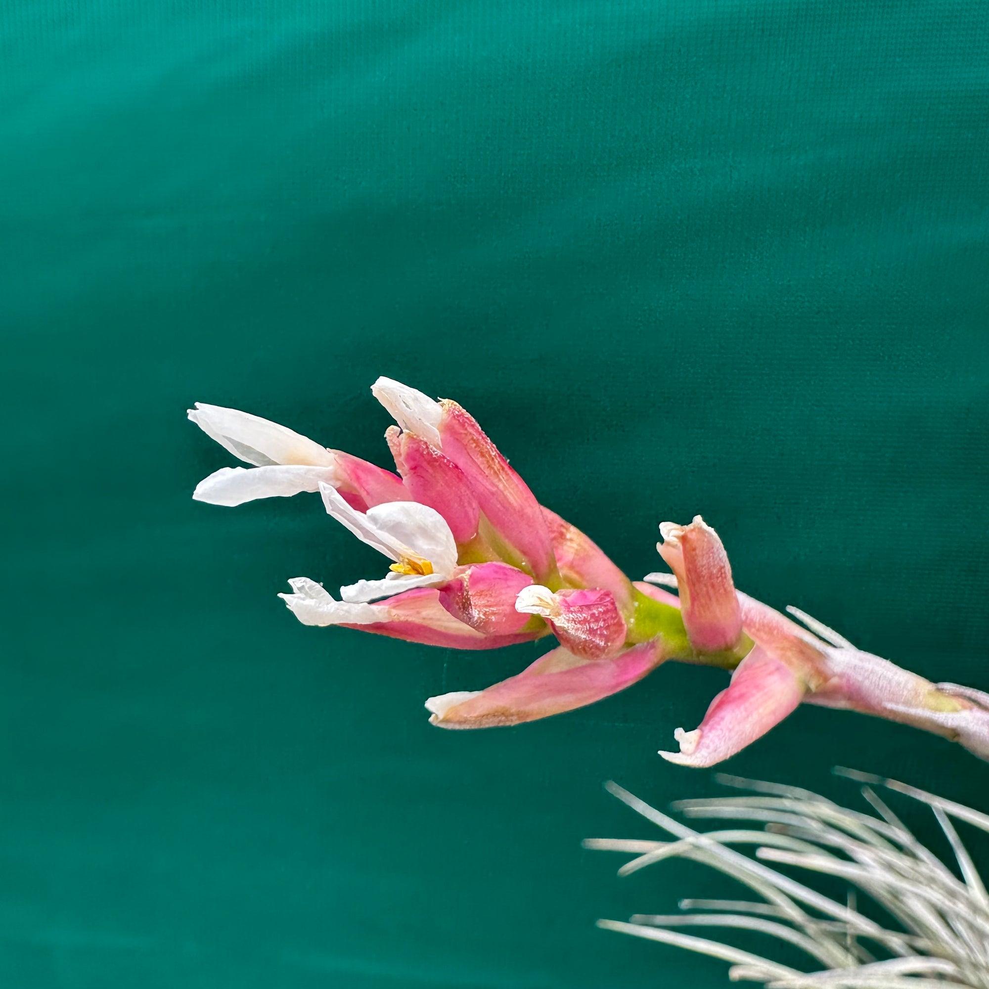 Tillandsia - milagrensis ex. BD NEW