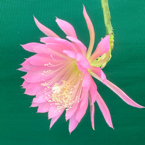 Epi. Hybrid Farewell EH69