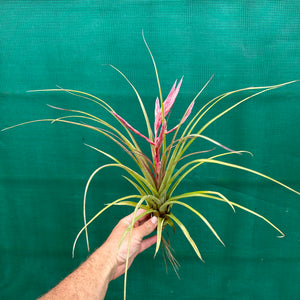 Tillandsia - trieta x streptophylla ex. BG