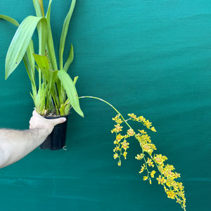 Wilsonara Passific Passage ‘Peach Cobbler’ NEW