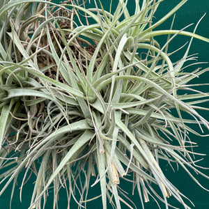 Tillandsia Leon (Mature Clump) NEW