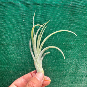 Tillandsia - ionantha x stricta ex. RM