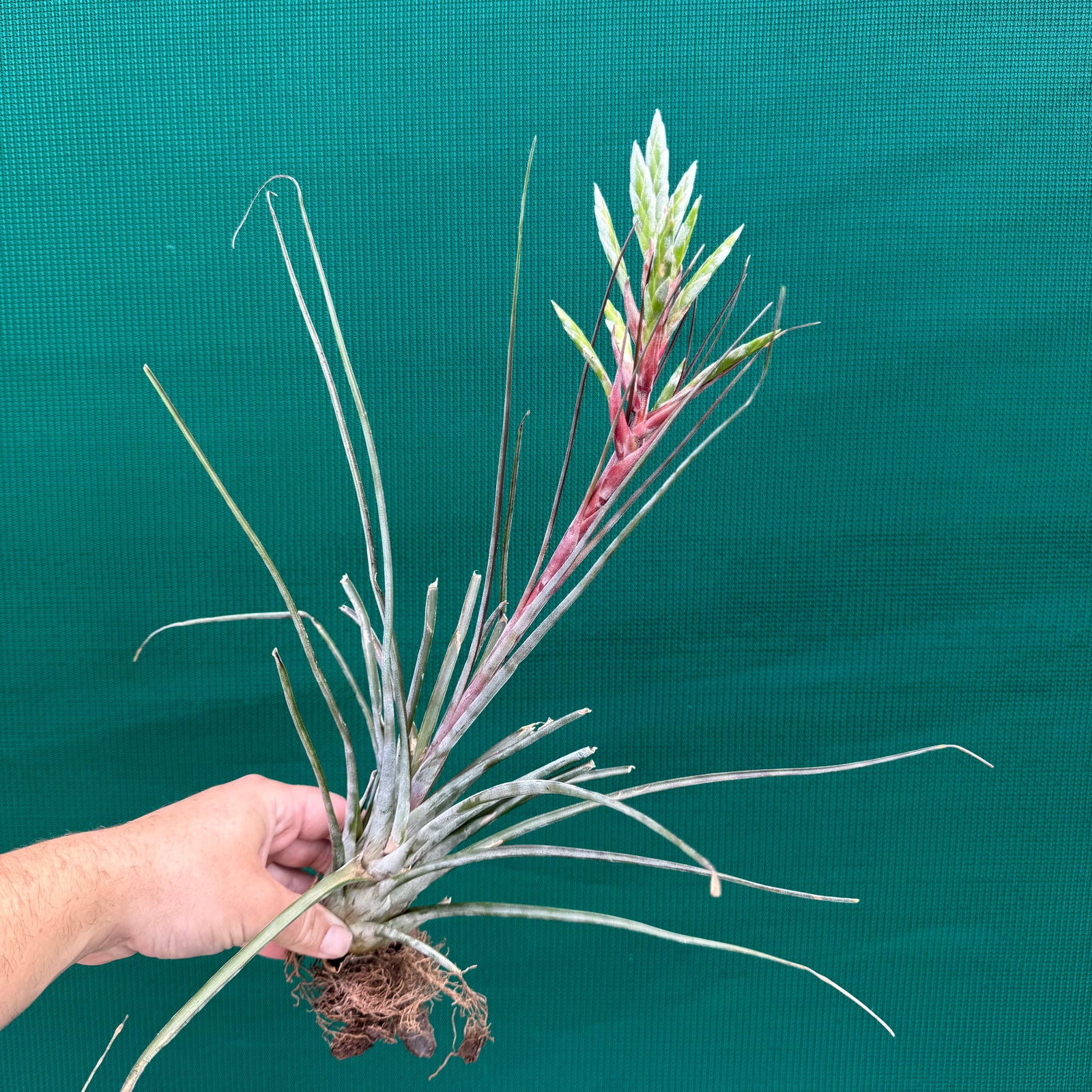 Tillandsia - Veteran ex. MP
