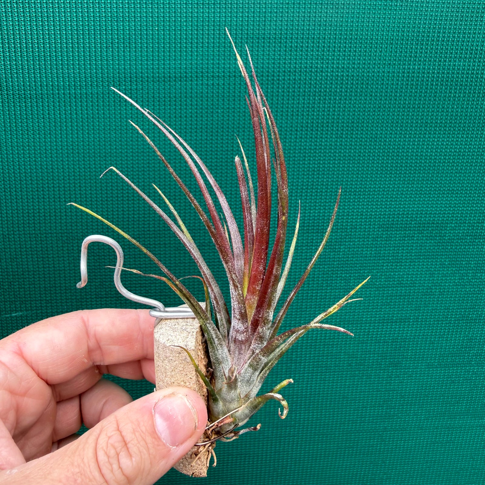 Tillandsia - Charon’s Crystal ex. Pachara NEW