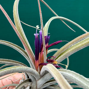 Tillandsia - caput-medusae x weberi ? (Nat. Hybrid) ex. LK