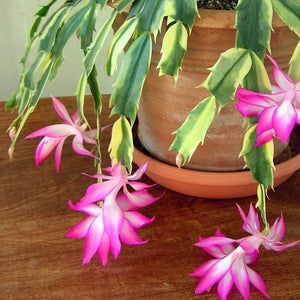 Zygocactus Variegated